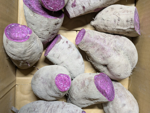 【規格外】鮮やかな紫色！　訳あり紫芋4kg　（あやむらさき）