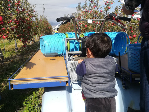 【希少品種】ピンクレディー®5kg箱｜冬の終わりに一番おいしい“大人のりんご”