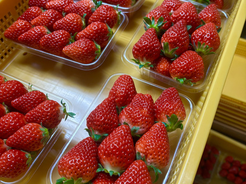 某メーカー 幻の高級いちご アマテラス 1箱：長崎県産の果物｜食べ 2Lサイズ 果物