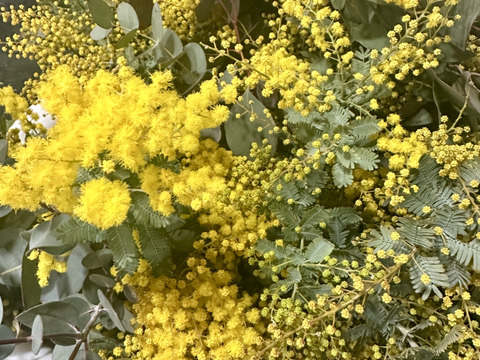 【ふわふわのミモザ10本】ふわふわのミモザ、3月20日金曜日着までの発送になります。花瓶に入れてゆっくり楽しんだ後は、ユーカリと一緒にリースにして長くお楽しみいただけます。
