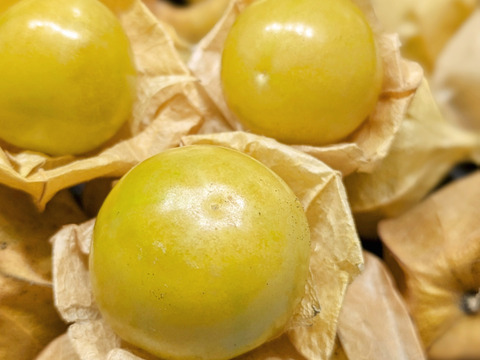 【北海道産】食用ほおずき150g【スーパーフード】