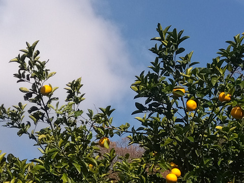 最終　和歌山県橋本市　ご家庭用八朔　サイズM以上(直径約8cm以上)　10キロ箱込み