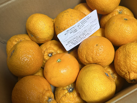 自慢の不知火 約5kg【訳あり品、ご家庭用】