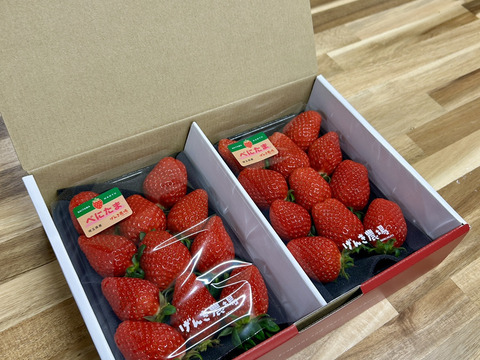 【いちごグランプリ金賞】埼玉県限定品種べにたま