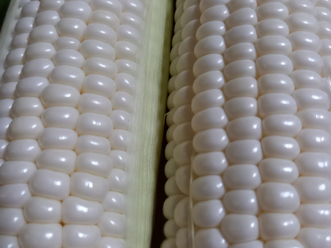 甘い！ホワイトコーン☆雪の妖精　８本