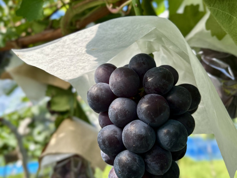 【お中元】夏ぶどう二色セット　泉州パープル＋クイーンセブン