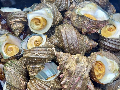 BBQの主役に！周防大島産天然サザエ！　1kg