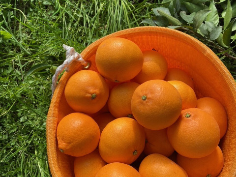 完熟★せとか（露地もの）家庭用3kg