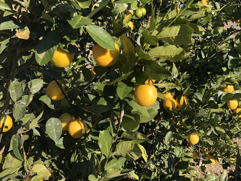 マイヤーレモン（レモンとオレンジのミックス種）2.2ｋｇ（約１５個）