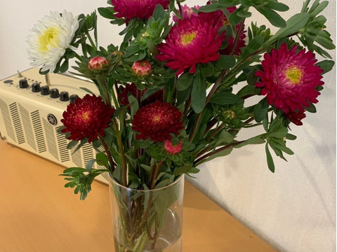 【旬のお花！】アスター10本　おまかせMiX（30〜50cm）