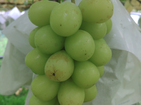 訳あり🍇朝採り🍇　果汁たっぷりのシャインマスカット(3kg ・6～7房入り)