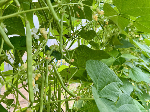 【食味佳良】風味と甘味　熊本県産　インゲン　５００g