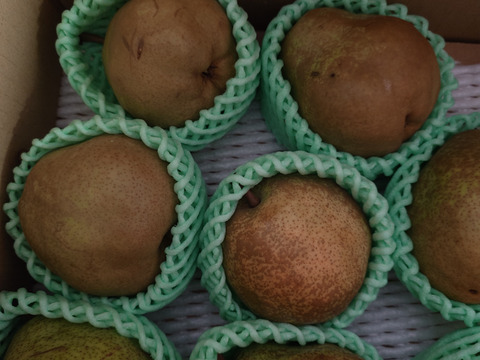 フードロスにご協力下さい‼️山形県産ラフランス【訳あり4キロ】