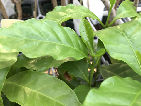 〜優しい空間を〜　苔玉コーヒーの木