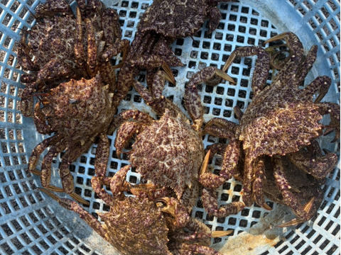 春が旬🌸陸奥湾産活トゲクリガニ【1kg】