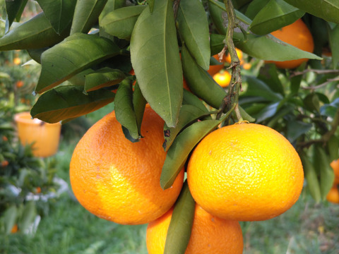 柑橘ジューシー三銃士！
『ジュレ柑』『青島』

『葉付き冬のハウスミカン』各1kg
【柑橘食べ比べ】