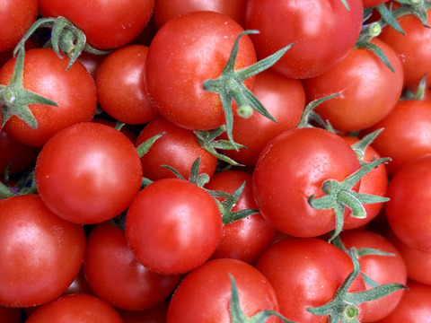 青森県板柳町産高糖度ミニトマト　栞