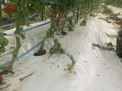 朝採り新鮮！甘みと酸味のバランスが最高なミニトマト！　1kg