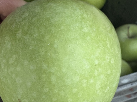 長野県産　りんご グラニースミス 約5kg