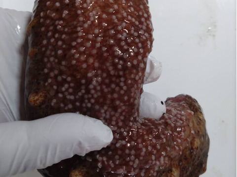 【漁師直送】青森県深浦町産 天然 赤ナマコ・黒ナマコ（混在）【1kg】