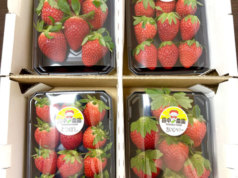 新規購入 品種おまかせ】船橋産完熟いちご230g×4P：千葉県産の品種 果物