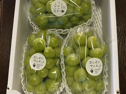 夏ギフト エメラルドグリーンの輝き！矢掛町産シャインマスカット2Kg箱 