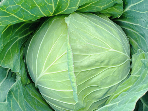 【丹波の恵】甘みたっぷり兵庫県産新鮮野菜キャベツをお届け3玉入‼️