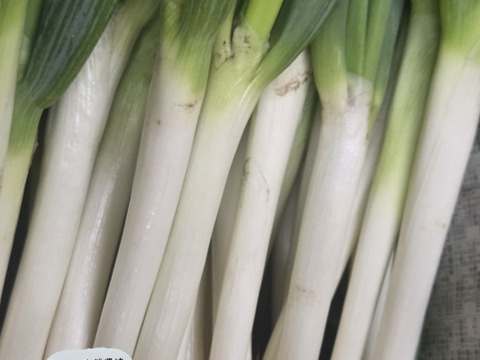 大量消費者向け　自然栽培ネギ　15キロ