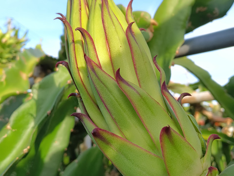 ドラゴンフルーツの蕾　2kg