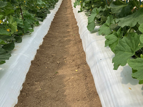 今季最終便【秋作】秀品マスクメロン3.2kg以上(1.6kg以上×2玉・くまモン箱入り)