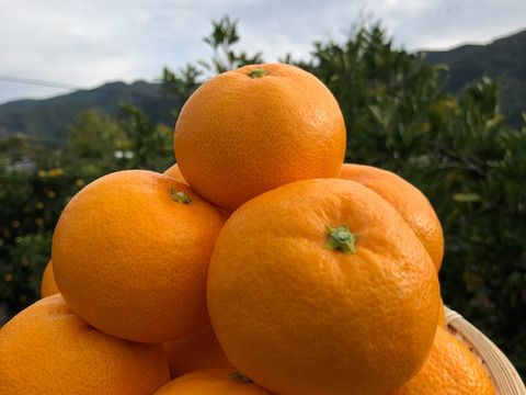 【産地直送】☆有田みかん☆早生☆家庭用３kg