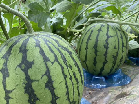 【赤のキセキ】〜苺から小玉すいかへ。季節が交差する、7日間だけの限定セット〜