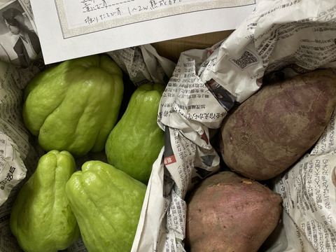 ハヤトウリ（隼人瓜）　群馬県産　新鮮採れたて当日発送！1 Kg