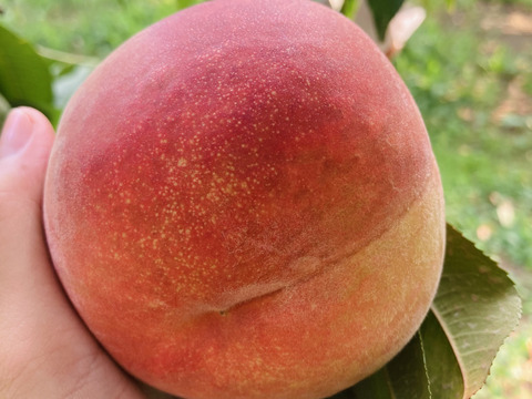 【数量限定】希少黄桃🍑滝の沢ゴールド（約2kg・6〜9玉入り）夏ギフトにも！