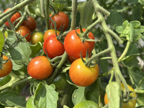 北海道産『ミニトマトネネ』200g×4パック