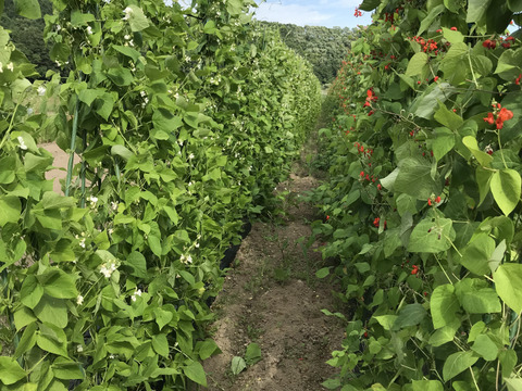 北海道産　紫花豆　500g（250g✖️2p）