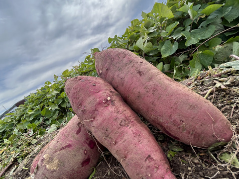 さつまいも紅はるか（5kg）【冬ギフト】Sサイズ