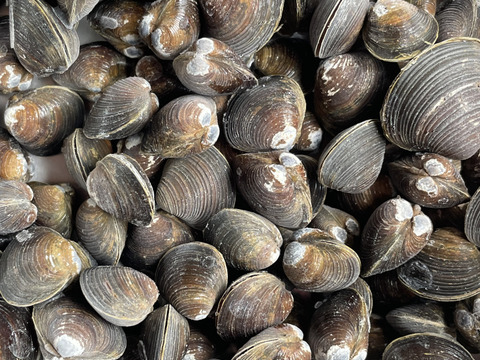 旨みがギュッとつまった！十三湖産大和しじみ冷凍1kg