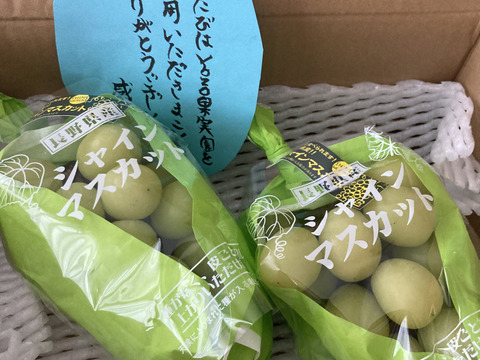 🍇朝採り🍇　訳あり‼️　1房500g超え果汁たっぷり完熟前の大粒シャインマスカット(家庭用1kg以上・2房入り)