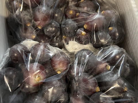 【訳有り】朝採れ新鮮！藤稔２ｋｇ箱