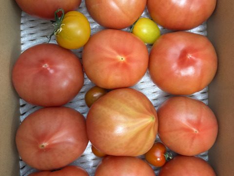 【 100％純トマト🍅】【雪ちゃんトマト】桃太郎トマト（2キロ箱満杯詰め）