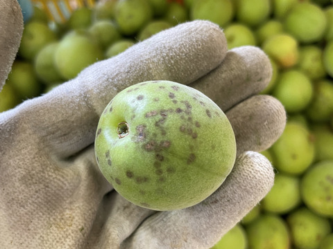 農薬、化学肥料、除草剤不使用　中熟梅　木熟　10キロ　農家直送　ご注文後収穫 中熟梅 栽培期間中農薬不使用 化学肥料 除草剤不使用 農家直送