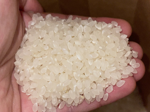 R7年度新米　新潟県岩船産コシヒカリ2kg　冷蔵庫保管品　白米
