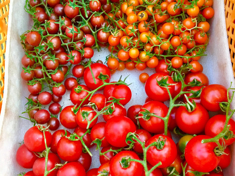 【予約割り中】【彩りセット】旬の野菜で美味しくモリモリ食べて健康に(2〜3人用)8〜10種【食べ比べセット】