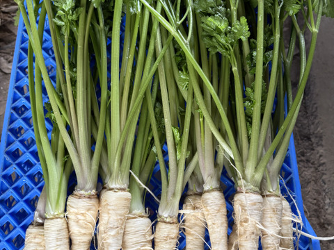 葉付き根パセリ / parsley root 600g