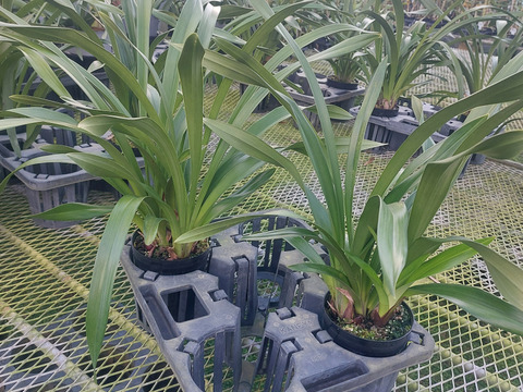 【花芽付きシンビジウム】ハチさんを誘引する蘭〝フォアゴットンフルーツ〟