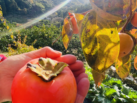 １週間限定販売！【西果樹園の富有柿】８個