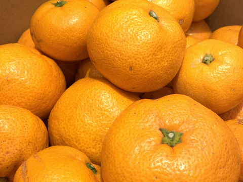 【訳あり】濃厚なコクと酸味がおいしい！有田みかん★早生★自家製堆肥栽培★大満足10kg★和歌山