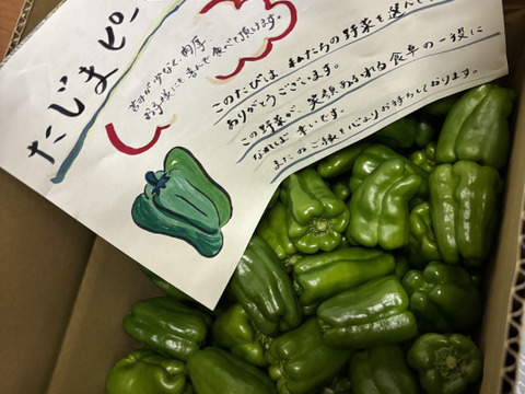 【ツヤッツヤ、たじまのピーマン】　朝採れ発送！　兵庫県香美町産「たじまのピーマン３ｋｇ」