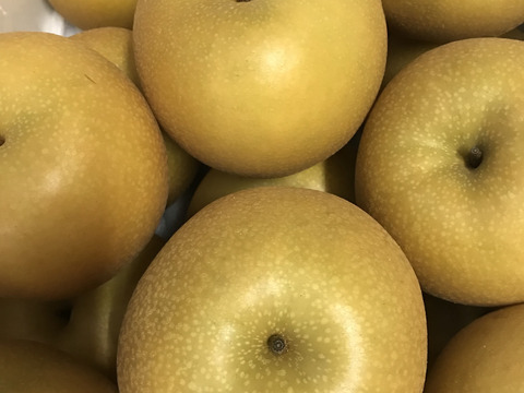 糖度ピークです‼️【ほぼほぼ果汁です💦】豊水梨贈答用5kg(14-16個)甘い‼️甘くてジューシーまるで梨ジュース🥤ひとつひとつ色付きを確かめて収穫😋完熟なのでキメが細かく味が濃い‼️